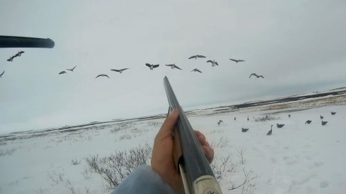Охота на гуся в НАО весна 2017