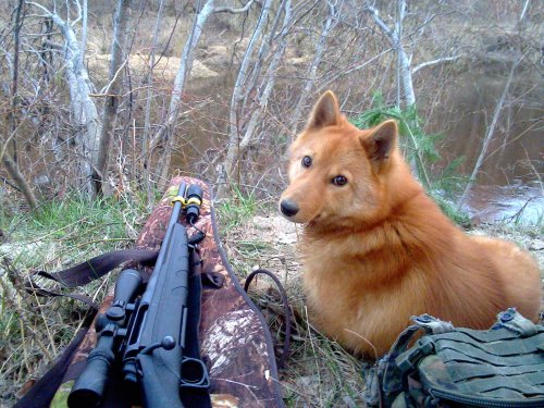 Скоро год желтой собаки