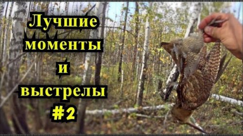 Лучшие моменты и выстрелы #2. Сезон 2017. Охота на вальдшнепа осенью с русским охотничьим спаниелем.
