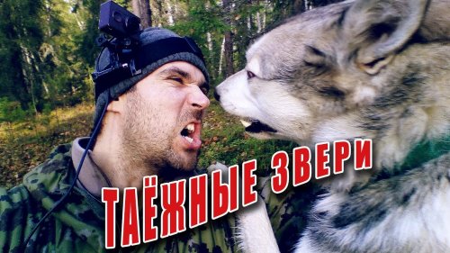 Одиночный поход с лайкой. Поход в лес в тайгу
