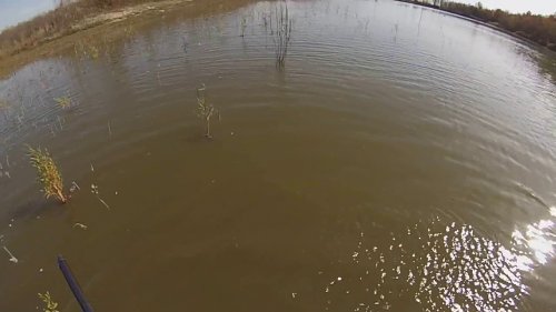 Не классическая охота на гуся