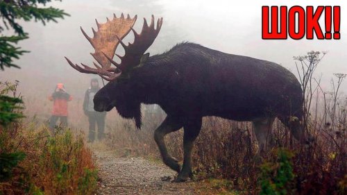 Новинка! Видео - осень 2017... Охота на лося на реву