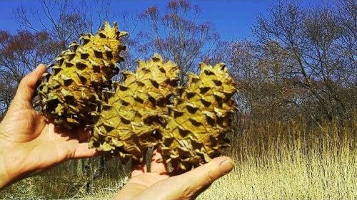 Орех кедровый Приморский. Сбор и переработка.