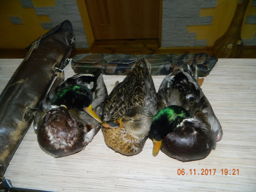 Ноябрьские крякаши...