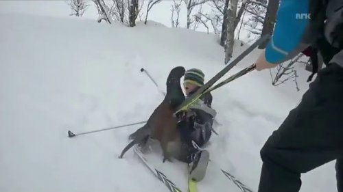 Злой глухарь