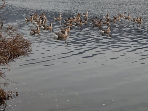 Гусь сухонос перед подъёмом на крыло.