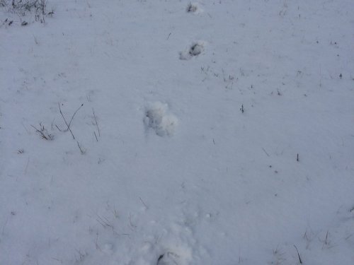 Следики.