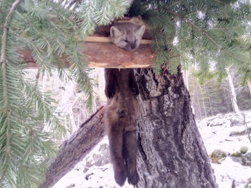 Соболюшка.