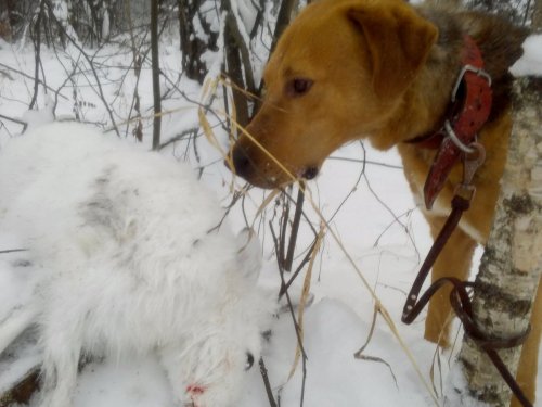 Снова поБушевали.