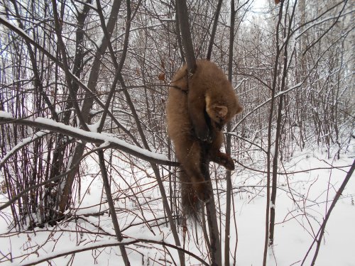 Трофейчик