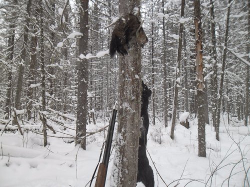 Гончая соболюшка