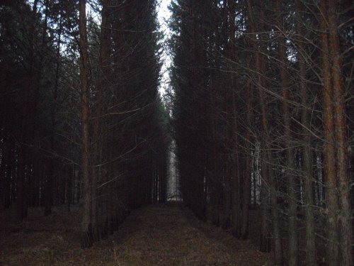 Вот такие у нас стали теперь лесопосадки.