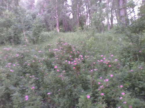 Шиповник