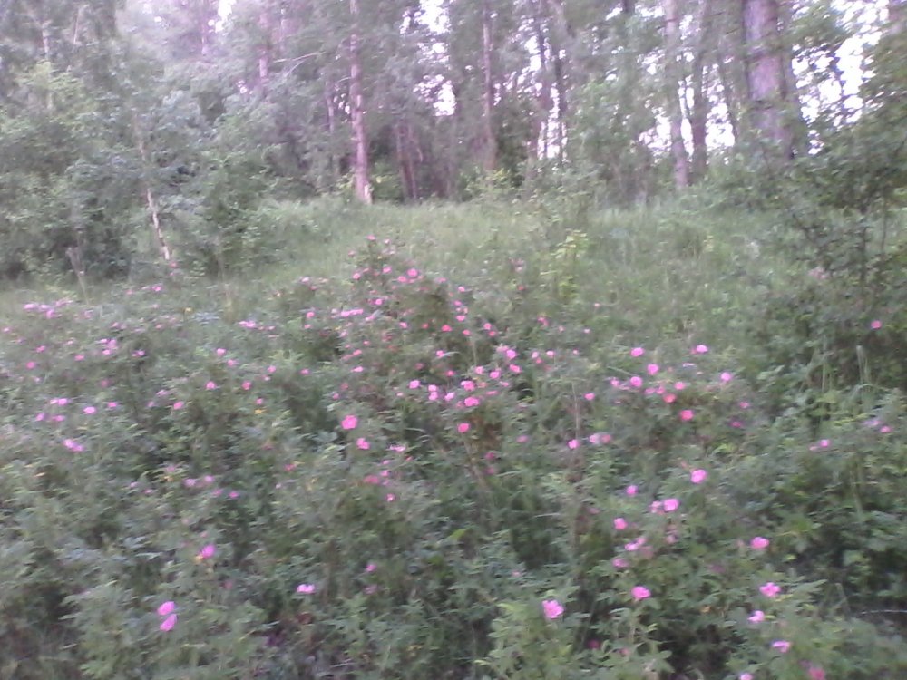 Шиповник