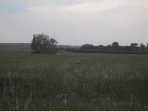 Летний журавль
