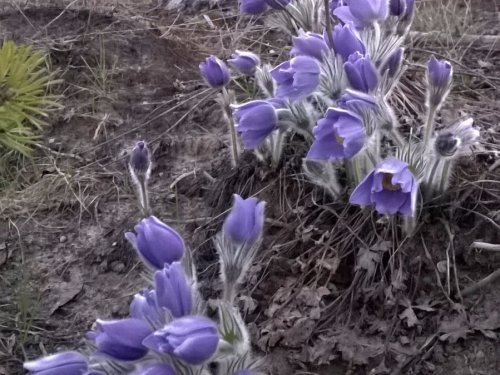 Первые весенние цветы