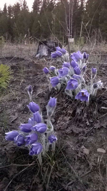 Первые весенние цветы