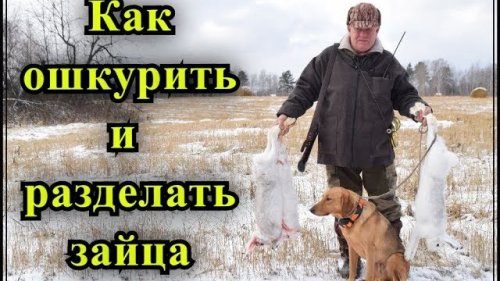 Как правильно и быстро ошкурить и разделать зайца. Рекомендуем к просмотру начинающим охотникам