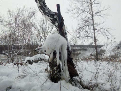Первый белячек в этом сезоне