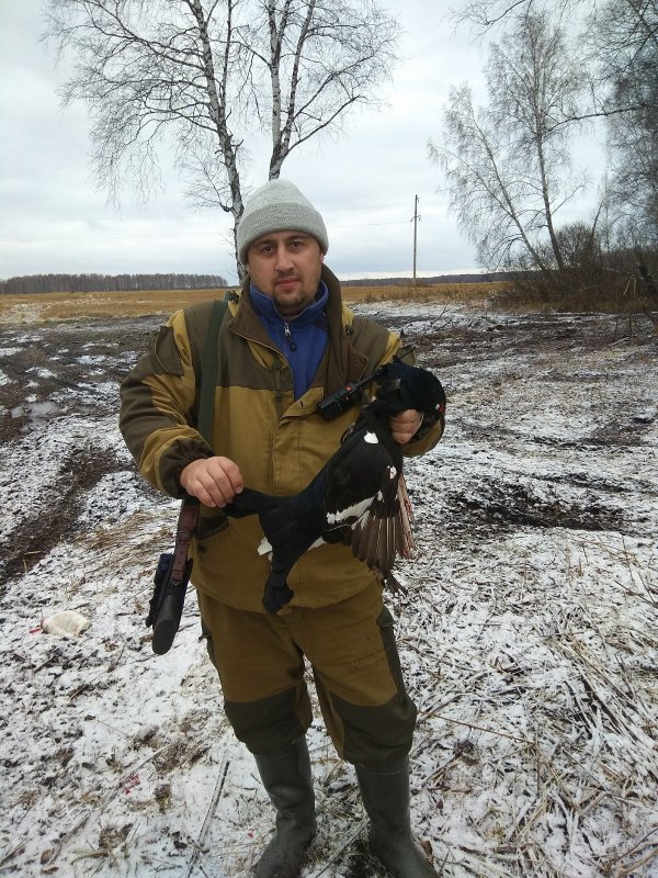 Тетерев обыкновенный