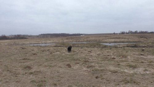 Охота с легавой красивый момент классика .
