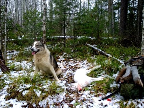 Загонщик