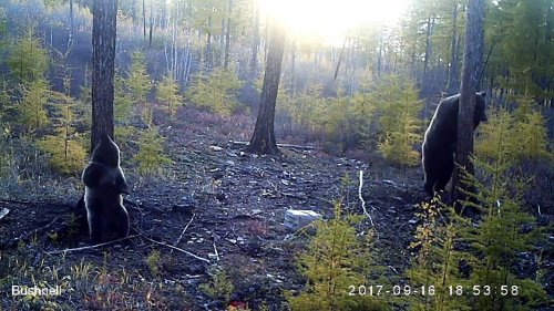 Медведица учит своего медвежонка чесаться