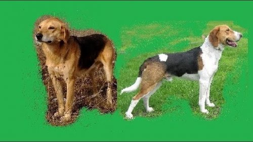 О гончих. Охота с гончими на зайца