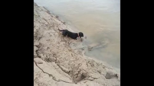 Слабонервным не смотреть! Обучение таксы подачи