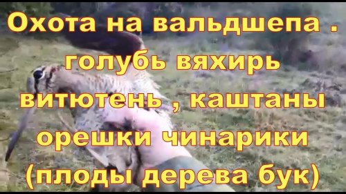 Охота на вальдшнепа , голубь вяхирь витютень , каштаны орехи чинарики .......04.11.17 г .