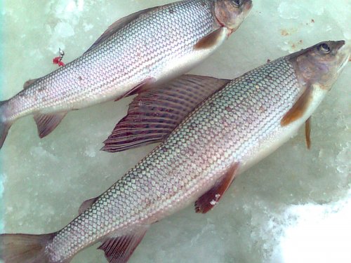Вкусные харечки.