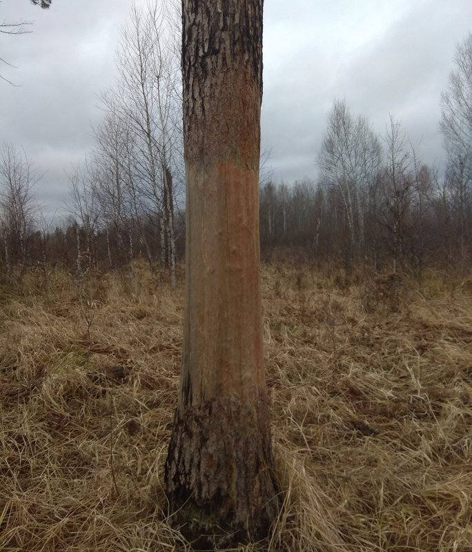 Чесальня