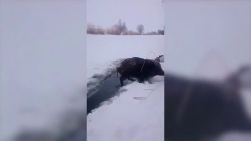 Охотник голыми руками вытащил трех кабанов из полыньи