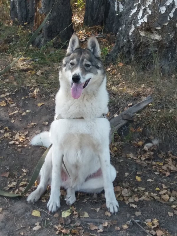 Любимица