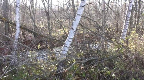 Охота на вальдшнепа с легавой, второе поле Дратхаар