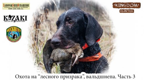 Охота на "лесного призрака", вальдшнепа.  Часть 3