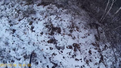 Охота на зайца беляка с собаками, русские гончие и лайки
