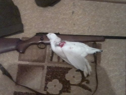 с полем!!!