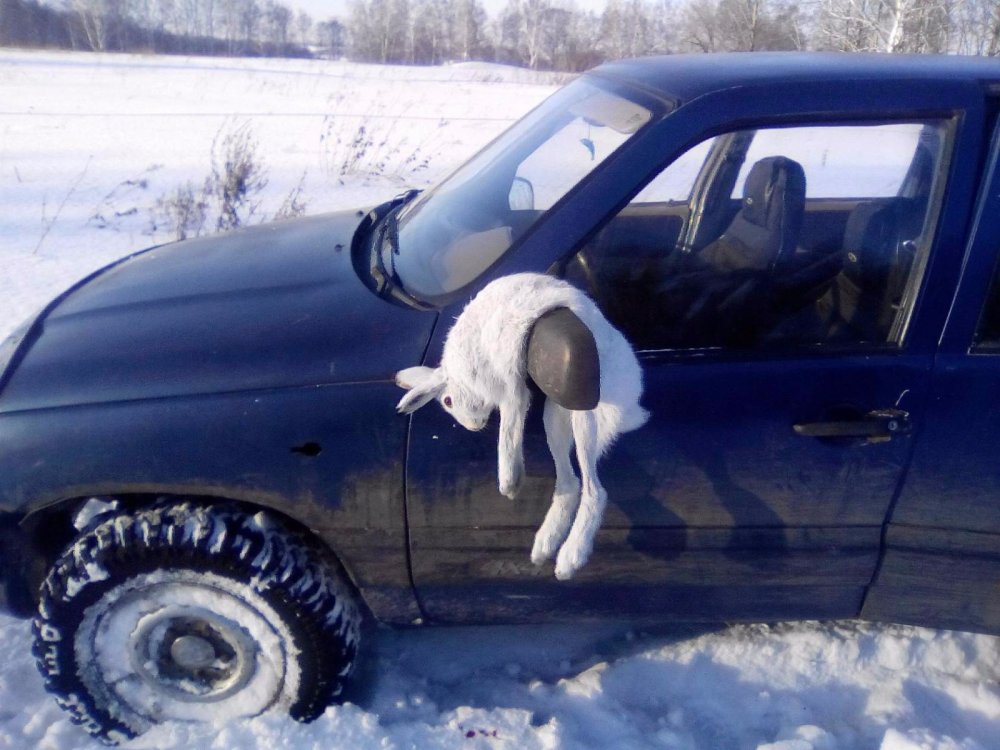 сегодняшний трудовой зайка