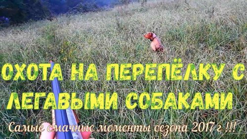 Охота на перепёлку с легавыми собаками Самые смачные моменты сезона 2017