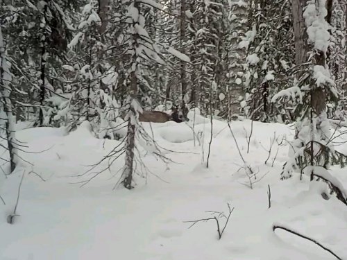Красавец.