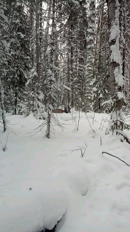 Красавец.