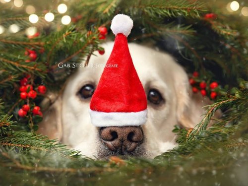 С Новым годом и Рождеством!!