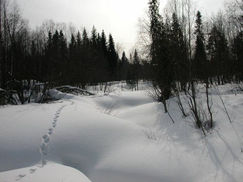 рысь прошел