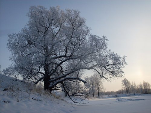 старожил