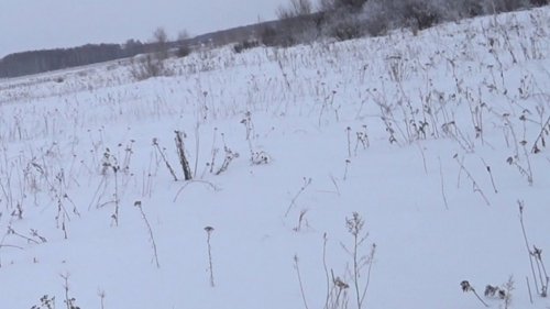 Охота на зайца. Не мой день.