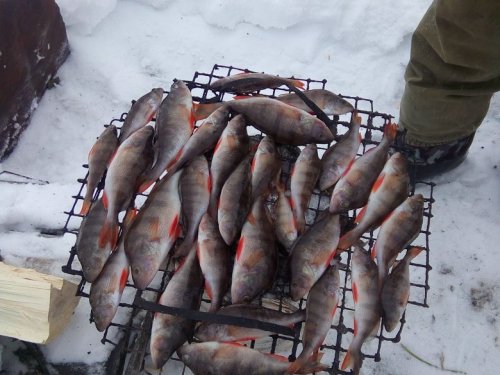 Окуньки
