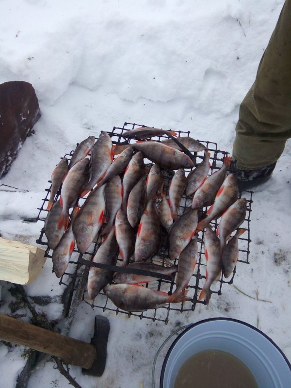 Окуньки