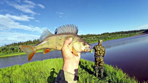 Ловля окуня на джиг. Клюют горбачи даже на ЭТО!!! Fishing.