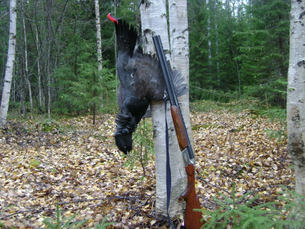 Тянет осенью из леса ...